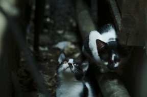 开云官方-“德甲夺冠形势近乎白热化，夺冠悬念待揭晓”，德甲球队夺冠次数排名