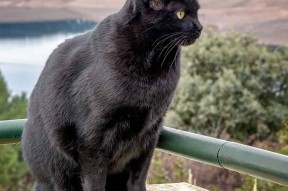 开云体育APP下载-《全球电竞市场TOP10地区分析：谁是行业领头羊？》，全球电竞公司排名