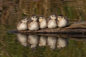 开云体育平台-_疯狂雪地漂移：冬季激情速度战_，雪地疯狂动物的位置在哪里