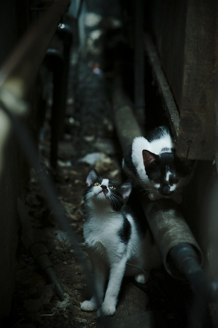 中国青少年篮球代表队在国际比赛中夺冠,再创佳绩,中国青少年篮球人数